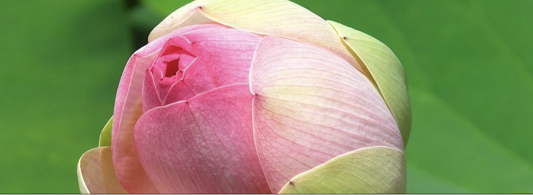 Nahaufnahme einer rosa Lotusblütenknospe mit grünen Blütenblättern vor unscharfem Hintergrund.
