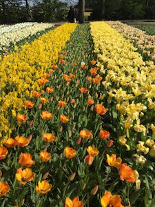 Reihen orangefarbener und gelber Tulpen blühen in einem Garten.